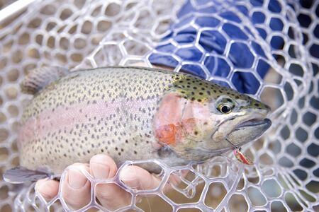 Rainbow Trout fished