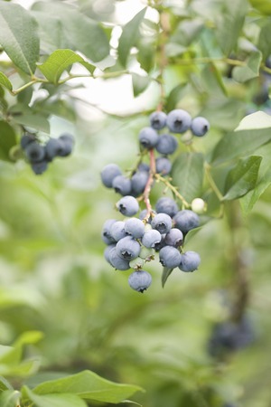 Blueberry farmの写真素材