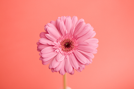 Gerbera flowersの写真素材
