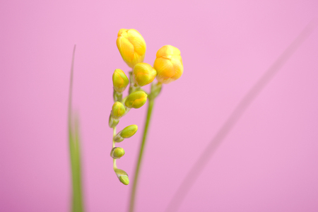 Freesia flowersの写真素材
