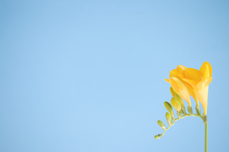 Freesia flowersの写真素材