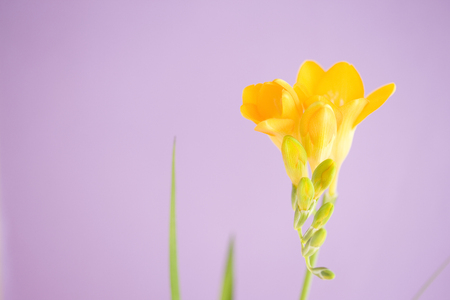 Freesia flowersの写真素材