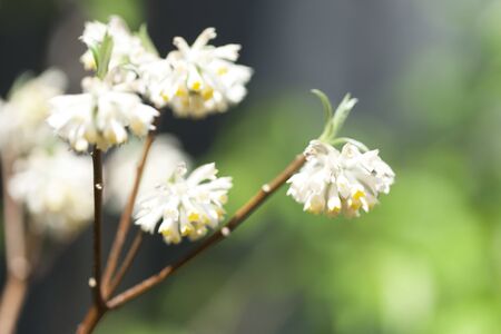 Flowers of Edgeworthia papyrifera Siebの写真素材