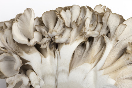 Maitake mushroom