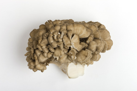 Maitake mushroomの写真素材