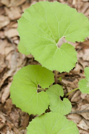 Leaf of butterburの写真素材