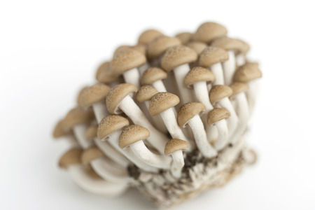 Bunashimejiの写真素材