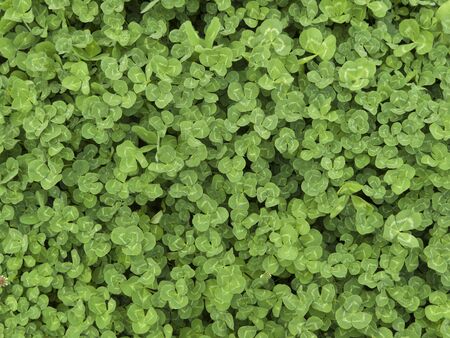 Clover