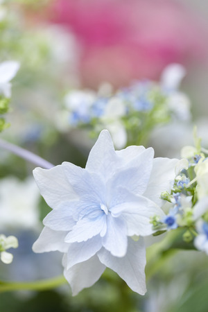 Hydrangea flowersの写真素材