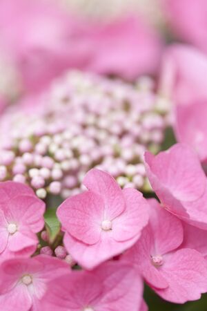 Hydrangea flowersの写真素材