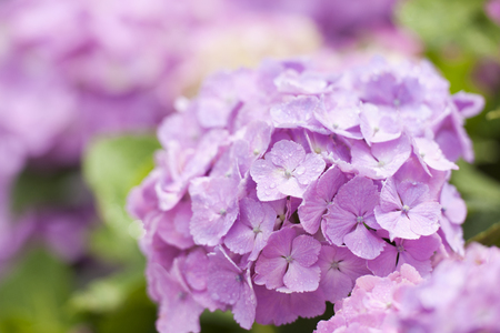 Rain hydrangea flowersの写真素材