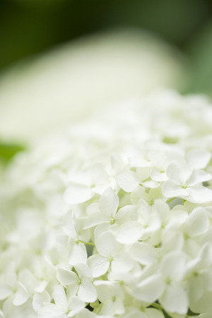 Hydrangea flowersの写真素材