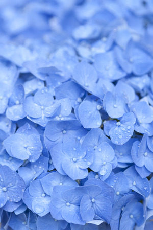 Rain hydrangea flowersの写真素材