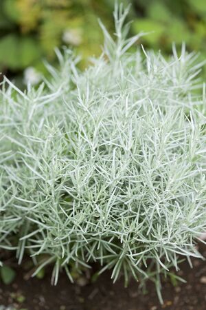 Curry plantの写真素材