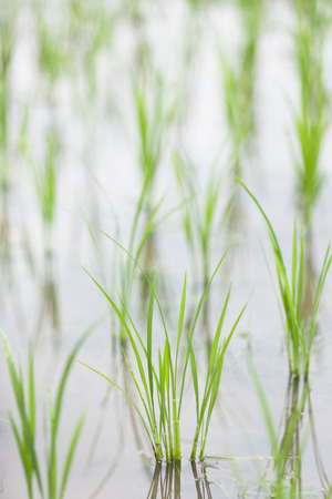 Paddy field of early summerの写真素材