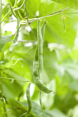 Bean field