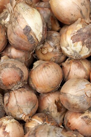 The harvested onionsの写真素材