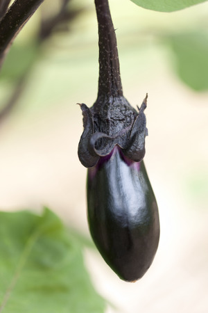 Field of eggplantの写真素材