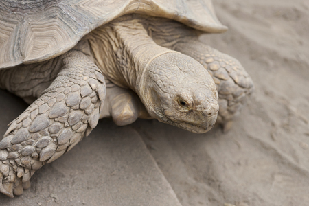 African spurred tortoiseの写真素材