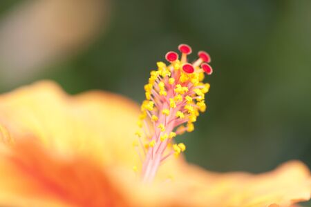 Hibiscus flowersの写真素材
