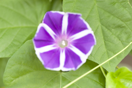 Morning glory flowersの写真素材