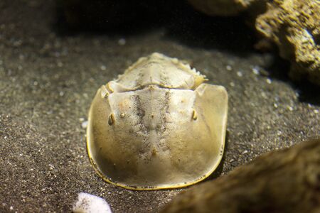 Horseshoe Crab