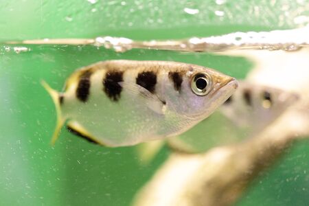 Sukarare-angelfishの写真素材