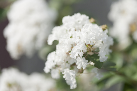 Crape Myrtle flowersの写真素材