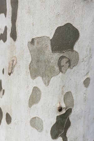 Plane tree