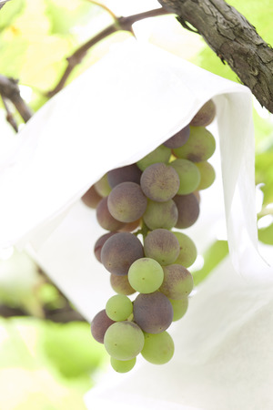 Vineyardsの写真素材