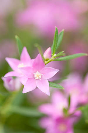 Southern Cross of flowersの写真素材