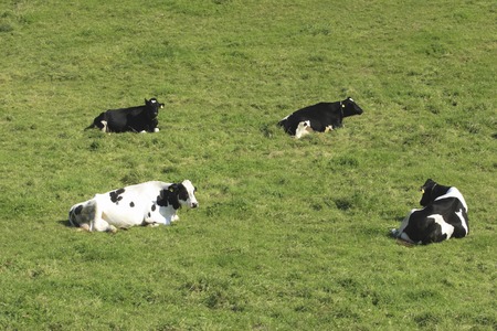 Grassland and cowsの写真素材