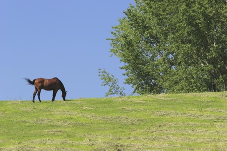 Horse and grasslandの写真素材