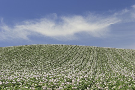 Potato fieldの写真素材
