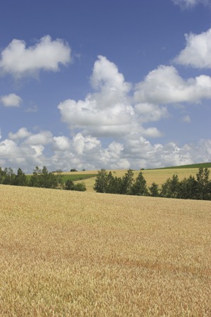 Rural landscapeの写真素材