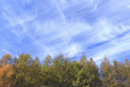 Yellow leaves.の写真素材