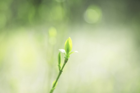 New shootsの写真素材