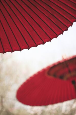 Nodate umbrella and plumの写真素材