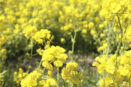 Rape blossoms