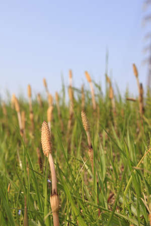 Horsetail.の写真素材