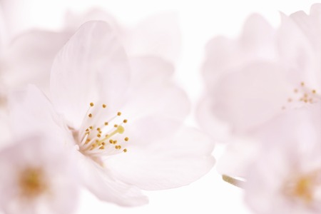 Cherryの写真素材