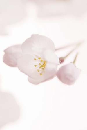 Cherry blossoms and buds