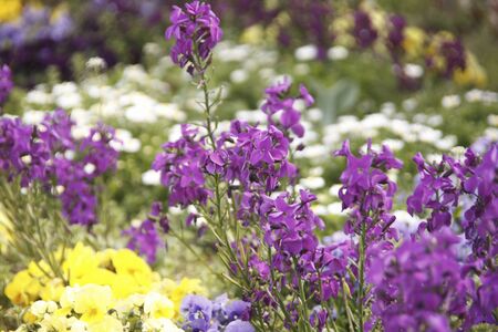 Spring flowers