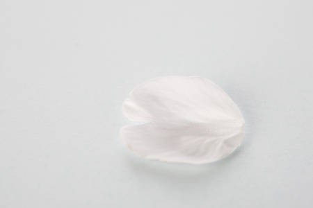 Sakura petalsの写真素材