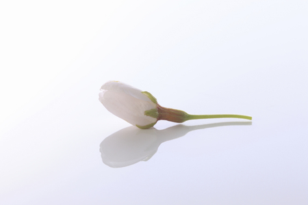 Bud of cherry treeの写真素材