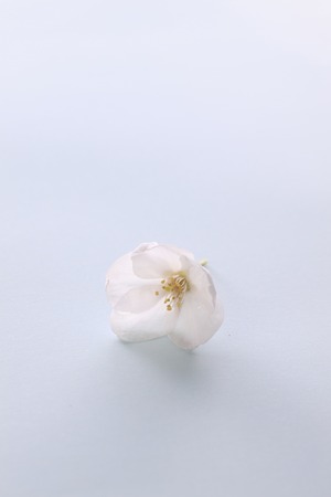 Sakuraの写真素材