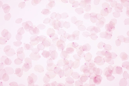 Sakura petalsの写真素材