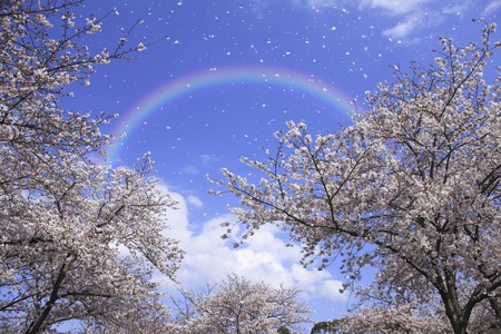 The petals dance fall Sakuraの写真素材