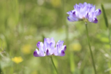 Milkvetchの写真素材