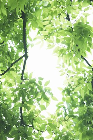 Sunlight and fresh green leavesの写真素材